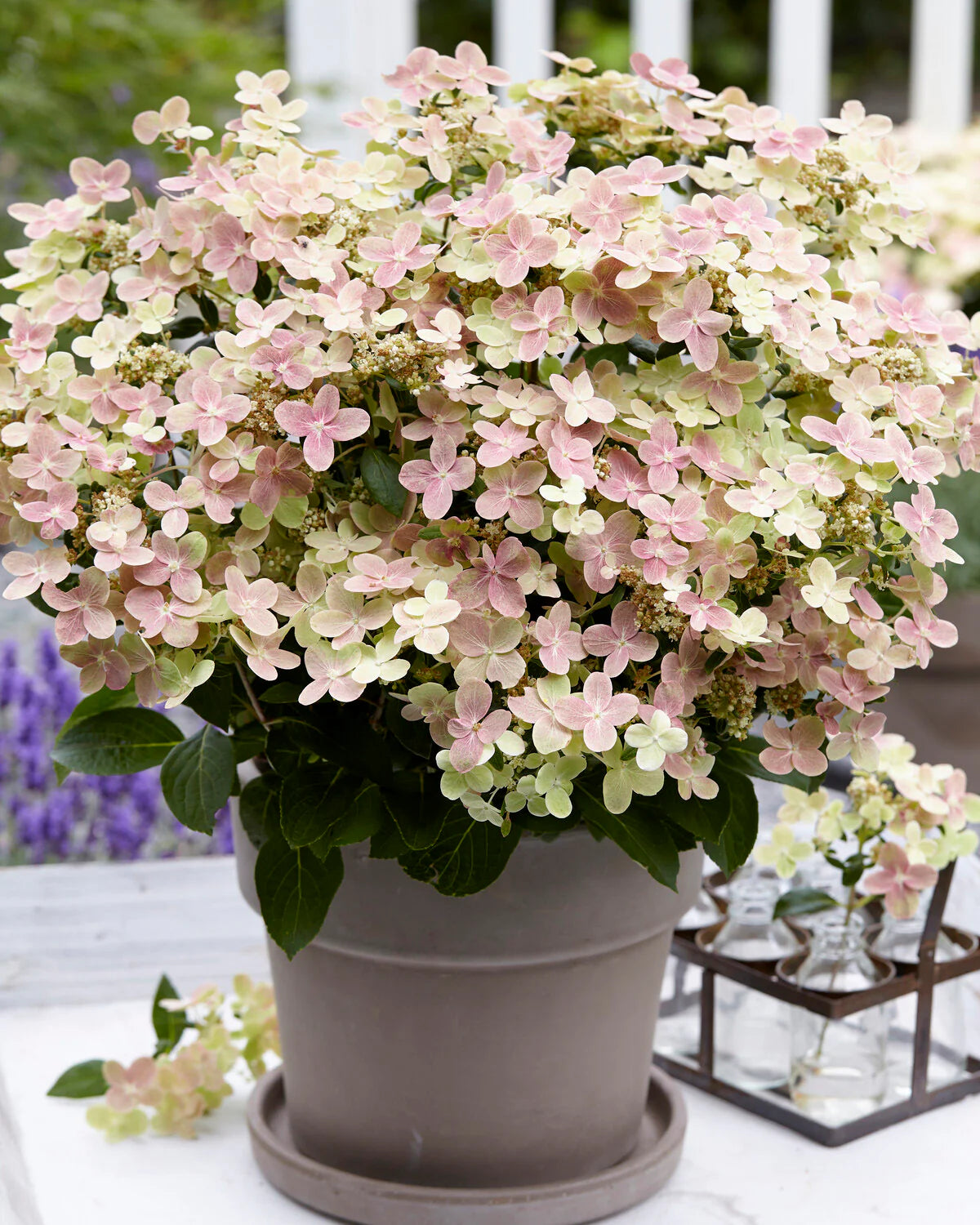 Hortenzija šluotelinė (Hydrangea paniculata) 'Polestar'