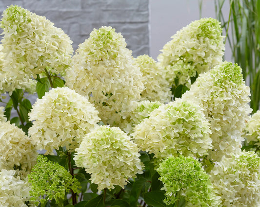 Stiebinė hortenzija šluotelinė (Hydrangea paniculata) 'Skyfall' Pa