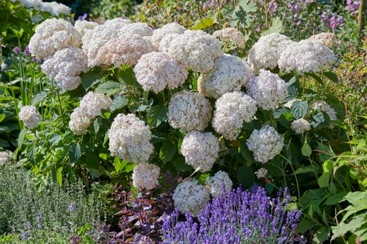 Hortenzija šviesioji (Hydrangea arborescens) 'Candybelle Marshmallow’