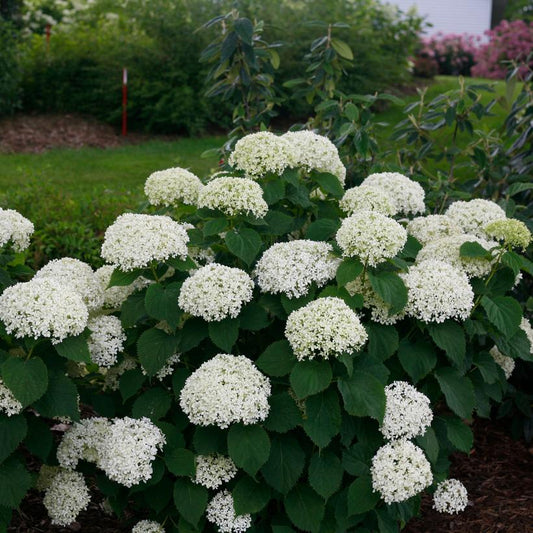 Hortenzija šviesioji (Hydrangea arborescens) 'Limetta'