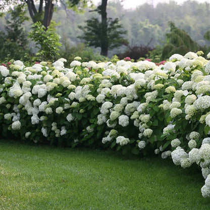 Hortenzija šviesioji (Hydrangea arborescens) 'Limetta'
