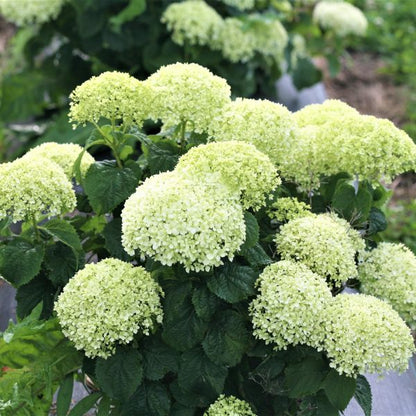 Hortenzija šviesioji (Hydrangea arborescens) 'Limetta'