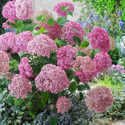 Hortenzija šviesioji (Hydrangea arborescens) 'Pink Annabelle'
