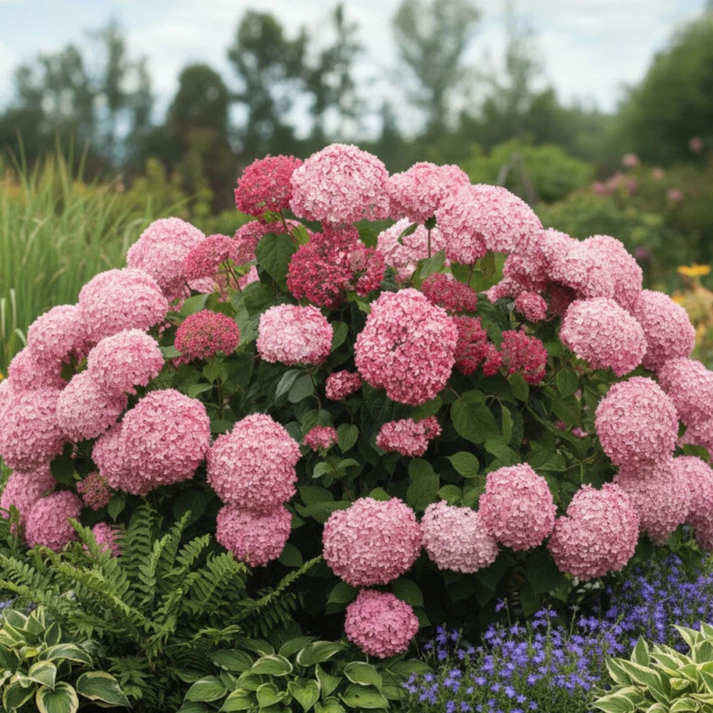 Hortenzija šviesioji (Hydrangea arborescens) 'Pink Annabelle'