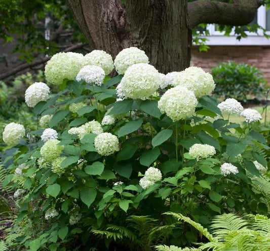 Hortenzija šviesioji (Hydrangea arborescens) 'Strong Annabelle'