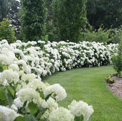 Hortenzija šviesioji (Hydrangea arborescens) 'Strong Annabelle'