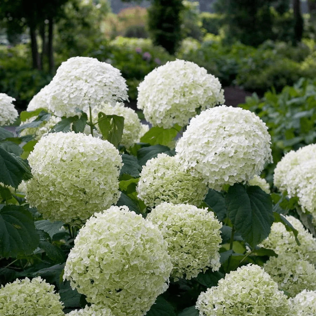 Hortenzija šviesioji (Hydrangea arborescens) 'Strong Annabelle'