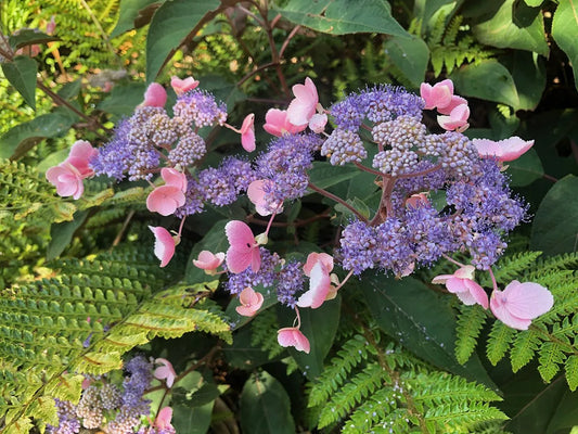 Hortenzija šiurkščioji (Hydrangea aspera) 'Hot Chocolate'