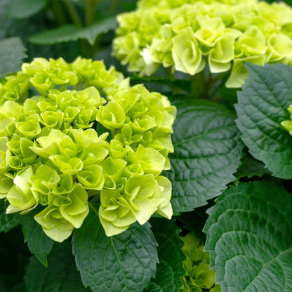 Hortenzija didžialapė (Hydrangea macrophylla) 'Caipirinha'