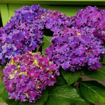 Hortenzija didžialapė (Hydrangea macrophylla) 'Curly Sparkle Purple'
