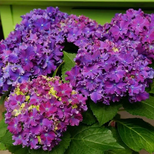 Hortenzija didžialapė (Hydrangea macrophylla) 'Curly Sparkle Purple'