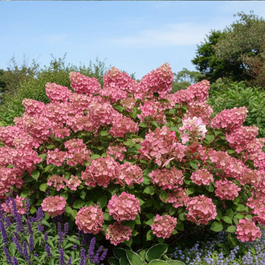 Hortenzija šluotelinė (Hydrangea paniculata) Early Sensation ‘Bulk’