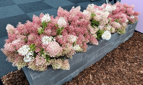 Hortenzija šluotelinė (Hydrangea paniculata) Groundbreaker 'Blush'