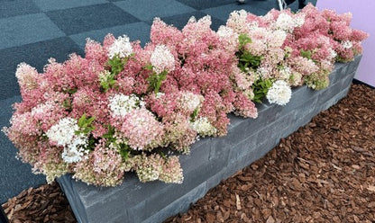 Hortenzija šluotelinė (Hydrangea paniculata) Groundbreaker 'Blush'