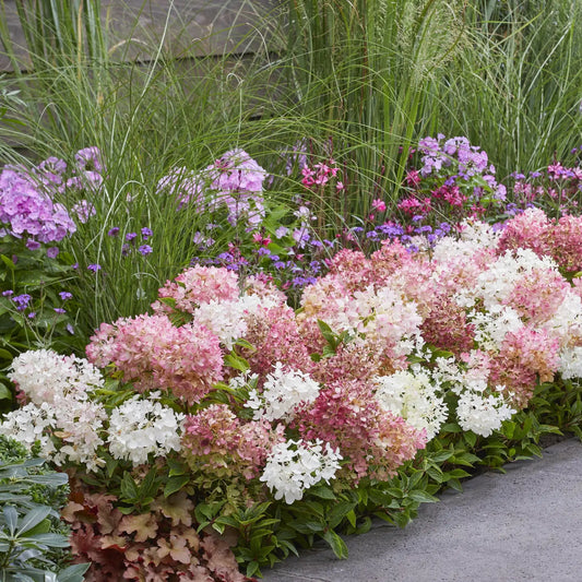 Hortenzija šluotelinė (Hydrangea paniculata) Groundbreaker 'Blush'
