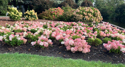Hortenzija šluotelinė (Hydrangea paniculata) Groundbreaker 'Blush'