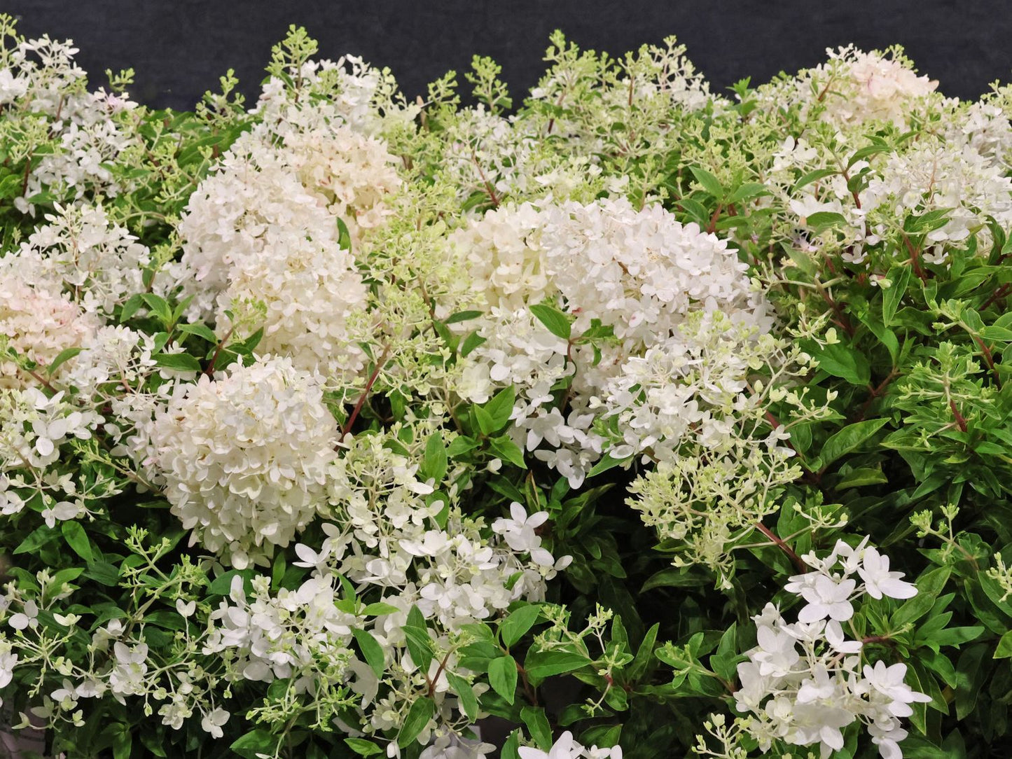 Hortenzija šluotelinė (Hydrangea paniculata) Groundbreaker 'Blush'