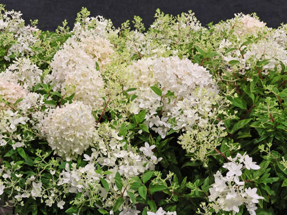 Hortenzija šluotelinė (Hydrangea paniculata) Groundbreaker 'Blush'