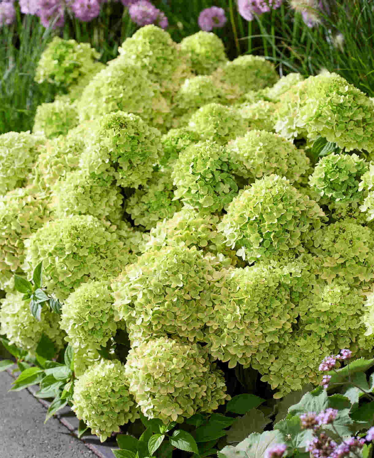 Hortenzija šluotelinė (Hydrangea paniculata) Groundbreaker 'Greeny'