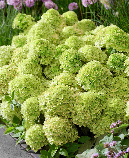 Hortenzija šluotelinė (Hydrangea paniculata) Groundbreaker 'Greeny'