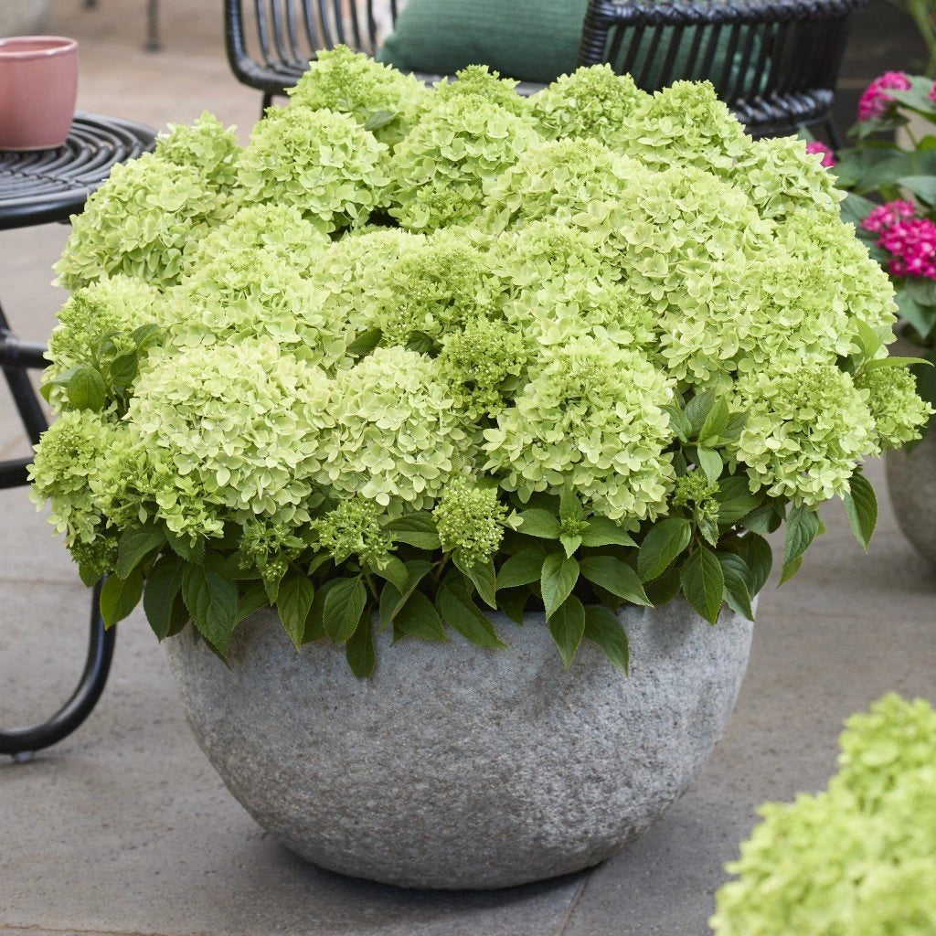 Hortenzija šluotelinė (Hydrangea paniculata) Groundbreaker 'Greeny'