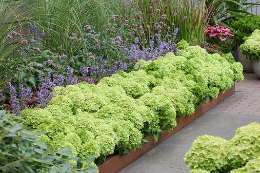 Hortenzija šluotelinė (Hydrangea paniculata) Groundbreaker 'Greeny'