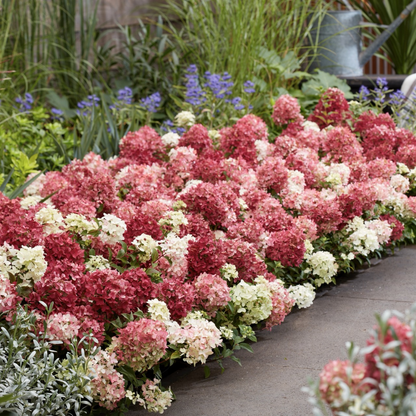 Hortenzija šluotelinė (Hydrangea paniculata) Groundbreaker 'Ruby'