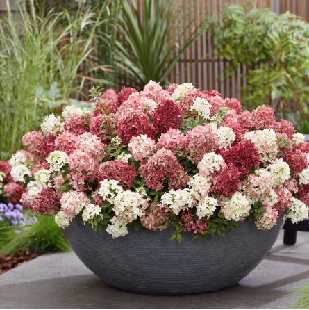Hortenzija šluotelinė (Hydrangea paniculata) Groundbreaker 'Ruby'