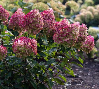 Hortenzija šluotelinė (Hydrangea paniculata) Living 'Colourful Cocktail'