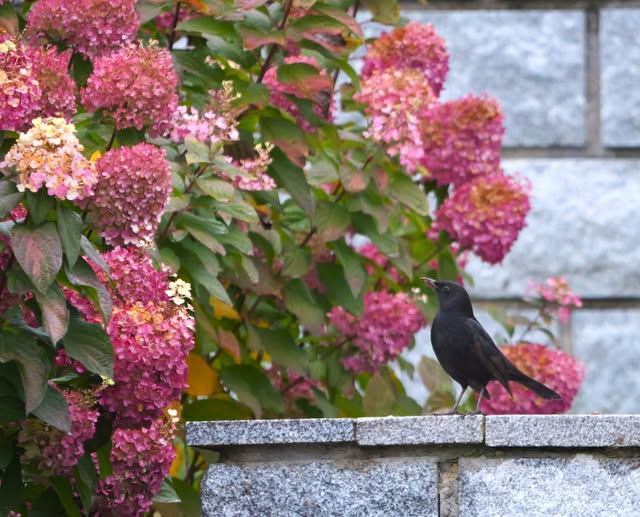 Hortenzija šluotelinė (Hydrangea paniculata) Living 'Colourful Cocktail'