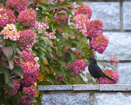 Hortenzija šluotelinė (Hydrangea paniculata) Living 'Colourful Cocktail'