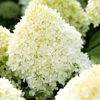 Stiebinė hortenzija šluotelinė (Hydrangea paniculata) Living 'Cotton Cream' Pa