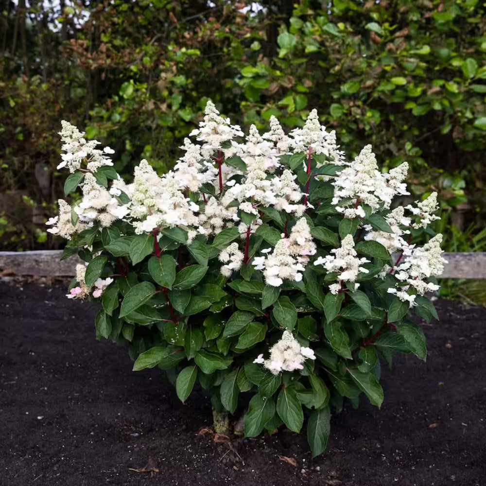 Hortenzija šluotelinė (Hydrangea paniculata) Living 'Infinity'