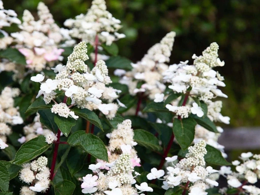 Hortenzija šluotelinė (Hydrangea paniculata) Living 'Infinity'