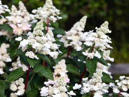 Hortenzija šluotelinė (Hydrangea paniculata) Living 'Infinity'
