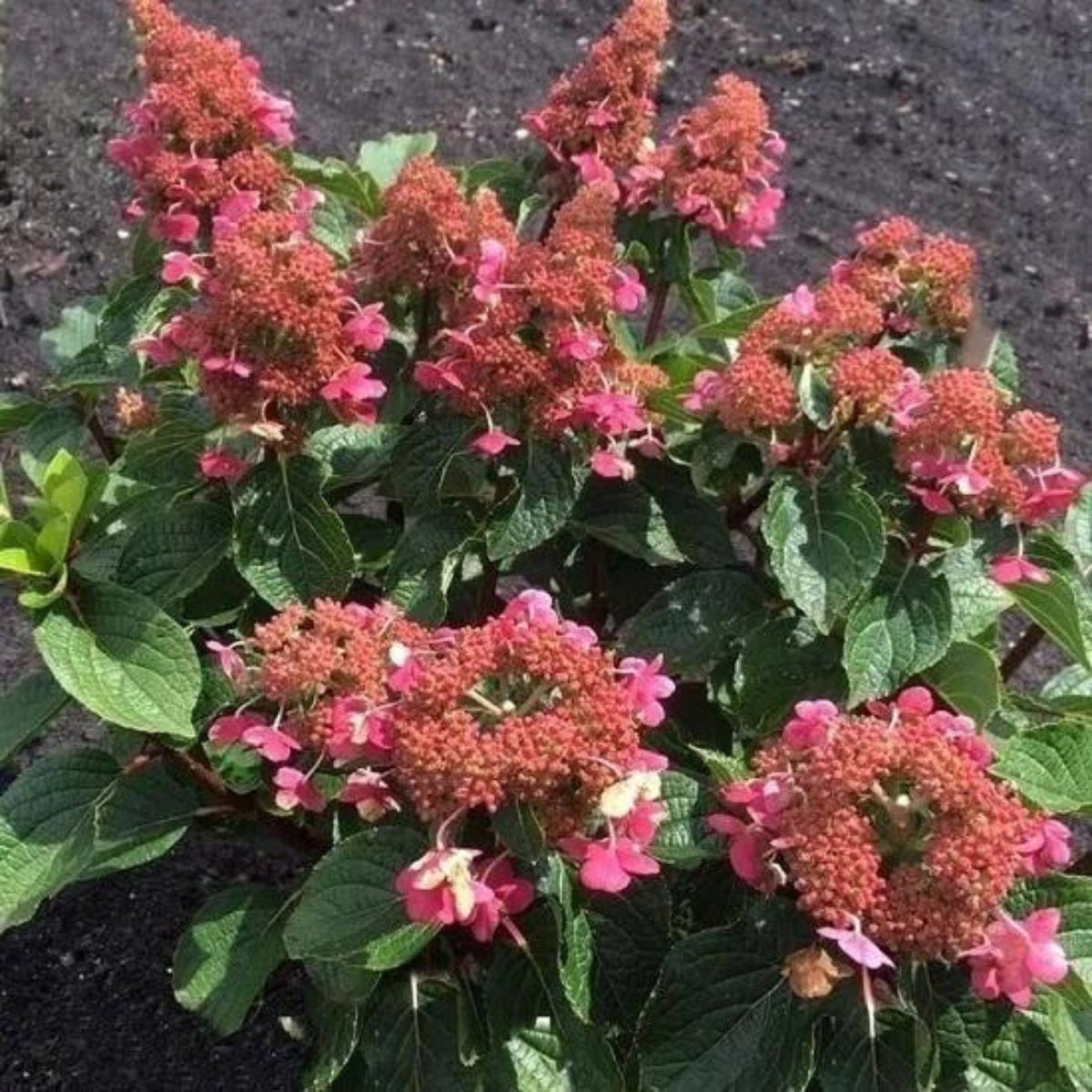 Hortenzija šluotelinė (Hydrangea paniculata) Living 'Infinity ...