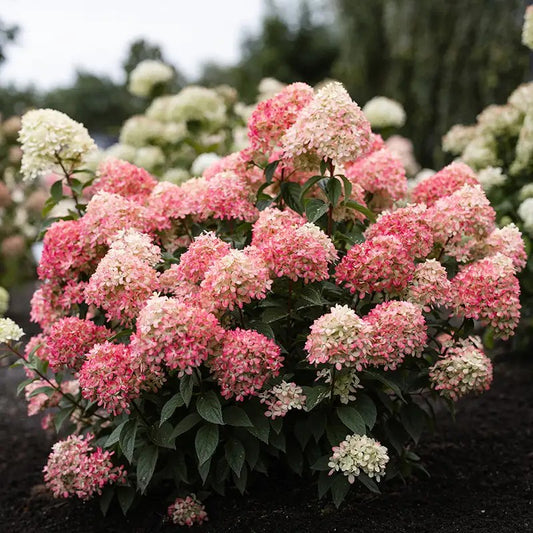 Hortenzija šluotelinė (Hydrangea paniculata) Living 'Little Love'
