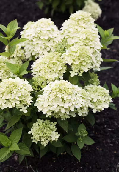 Hortenzija šluotelinė (Hydrangea paniculata) Living 'Little Passion'