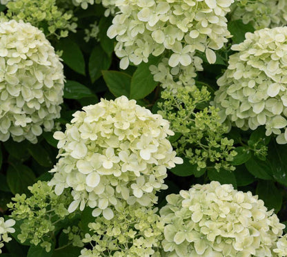 Hortenzija šluotelinė (Hydrangea paniculata) Living 'Little Passion'
