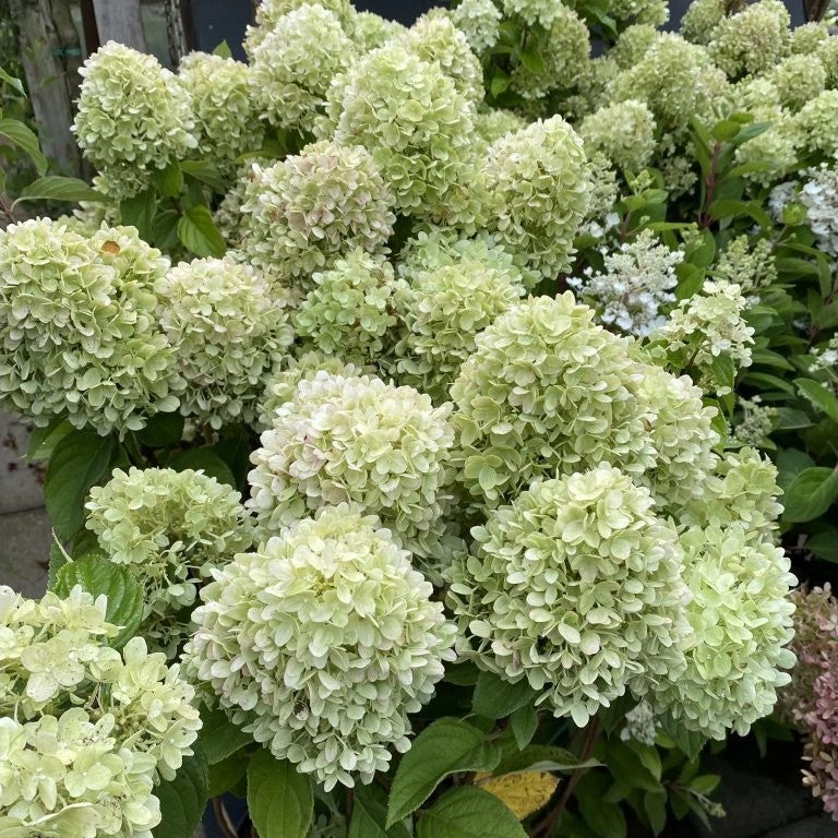 Hortenzija šluotelinė (Hydrangea paniculata) Living 'Little Passion'