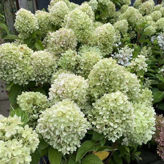 Hortenzija šluotelinė (Hydrangea paniculata) Living 'Little Passion'