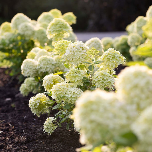 Hortenzija šluotelinė (Hydrangea paniculata) Living 'Little Passion'