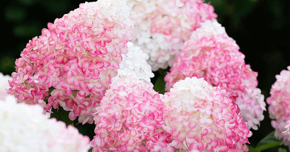 Hortenzija šluotelinė (Hydrangea paniculata) Living 'Pink & Rose'