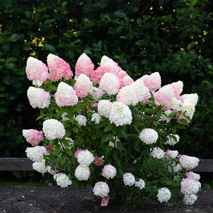 Hortenzija šluotelinė (Hydrangea paniculata) Living 'Pink & Rose'