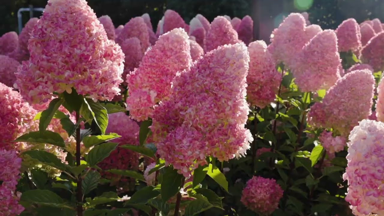 Stiebinė hortenzija šluotelinė (Hydrangea paniculata) Living 'Pink & Rose' Pa