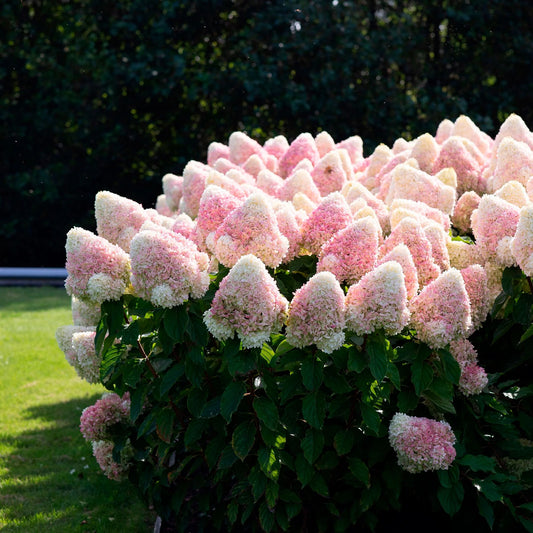 Hortenzija šluotelinė (Hydrangea paniculata) Living 'Raspberry Pink'