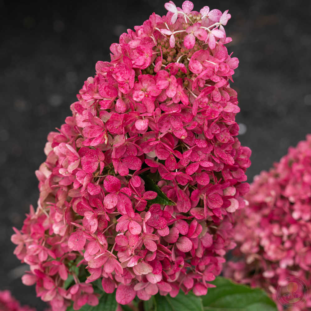 Hortenzija šluotelinė (Hydrangea paniculata) Living 'Raspberry Pink ...