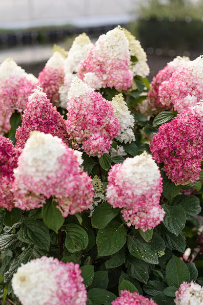 Hortenzija šluotelinė (Hydrangea paniculata) Living 'Red Velvet'