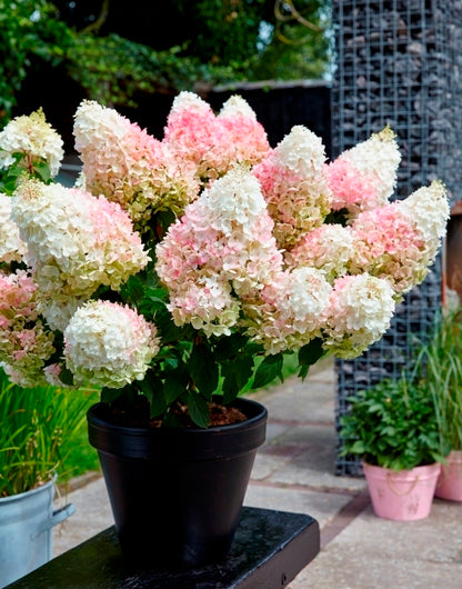 Hortenzija šluotelinė (Hydrangea paniculata) Living 'Strawberry Blossom'
