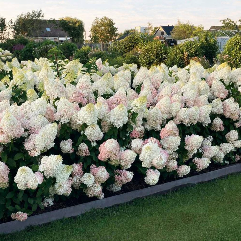 Hortenzija šluotelinė (Hydrangea paniculata) Living 'Strawberry Blossom'